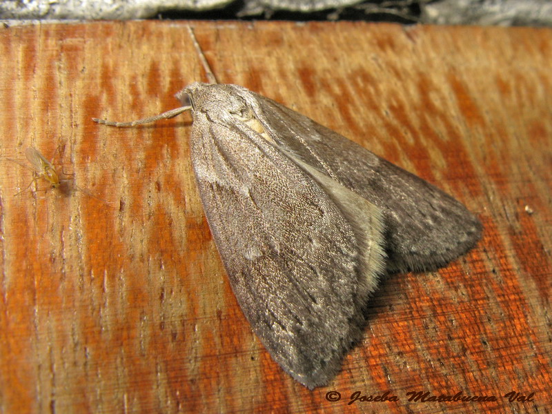 Pachycnemia hippocastanaria - Geometridae 10/07/2013